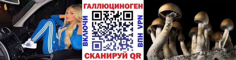 закладки  Арсеньев  Галлюциногенные грибы Psilocybine cubensis 